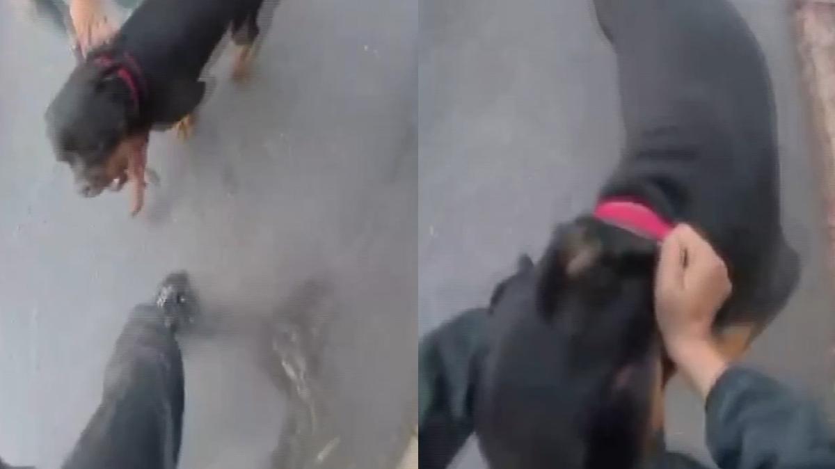 Ağızlıksız gezdirilen köpek dehşet saçtı... O anlar saniye saniye kameralara yansıdı