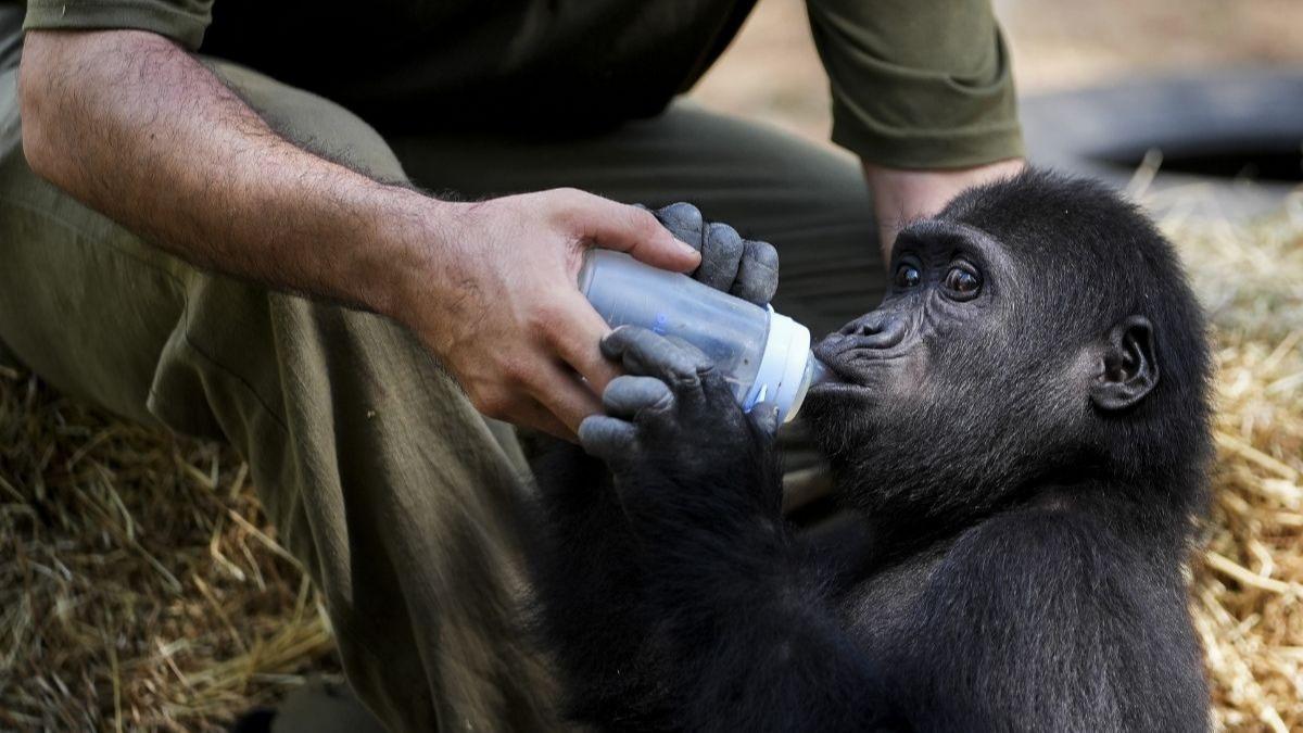 Zeytin'i kütüğümüze aldık! DNA testi sonuçlandı: Türkiye'de kalacak