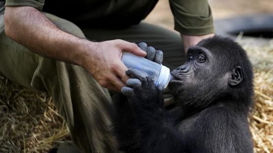 Zeytin'i ktmze aldk! DNA testi sonuland: Trkiye'de kalacak