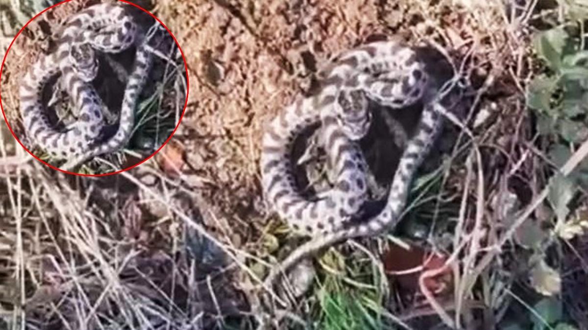 Dünyanın en zehirlisi Karabük'te ortaya çıktı