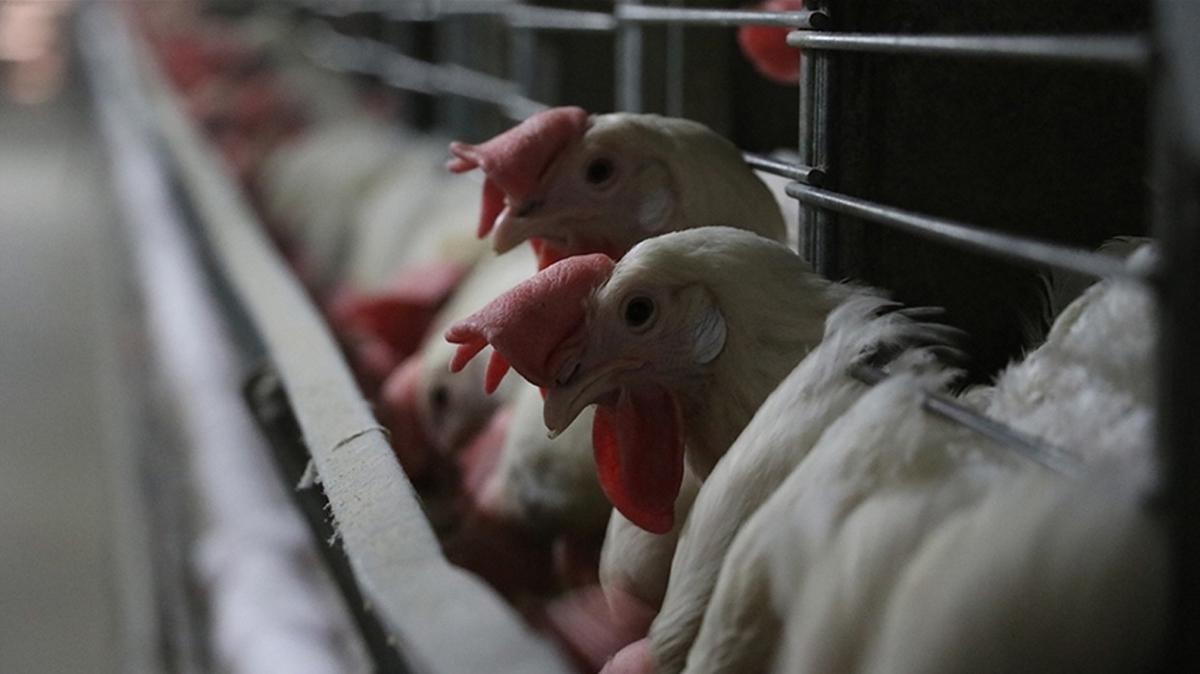 Kuş gribi yeniden hortladı... 400 bin hayvan itlaf edildi