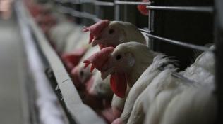 Kuş gribi yeniden hortladı