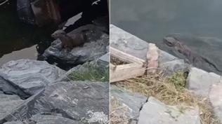Nesli tükenmekte olan su samuru Küçükçekmece'de görüldü