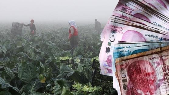 Tarım Bakanlığı'nın zirai don refleksi, çiftçiye nefes oldu: Destekler hesaplara yattı