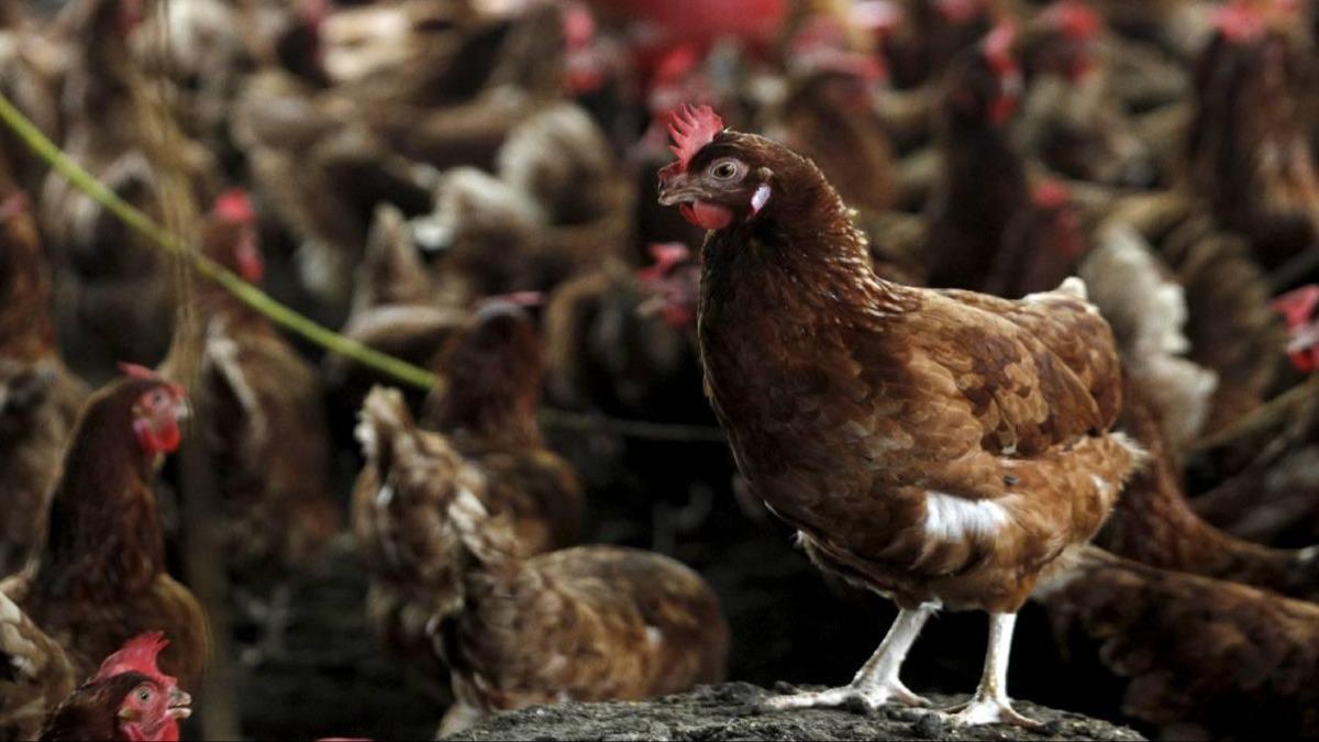 Almanya'da ku gribi nlemi! Uymayanlara 30 bin euro ceza