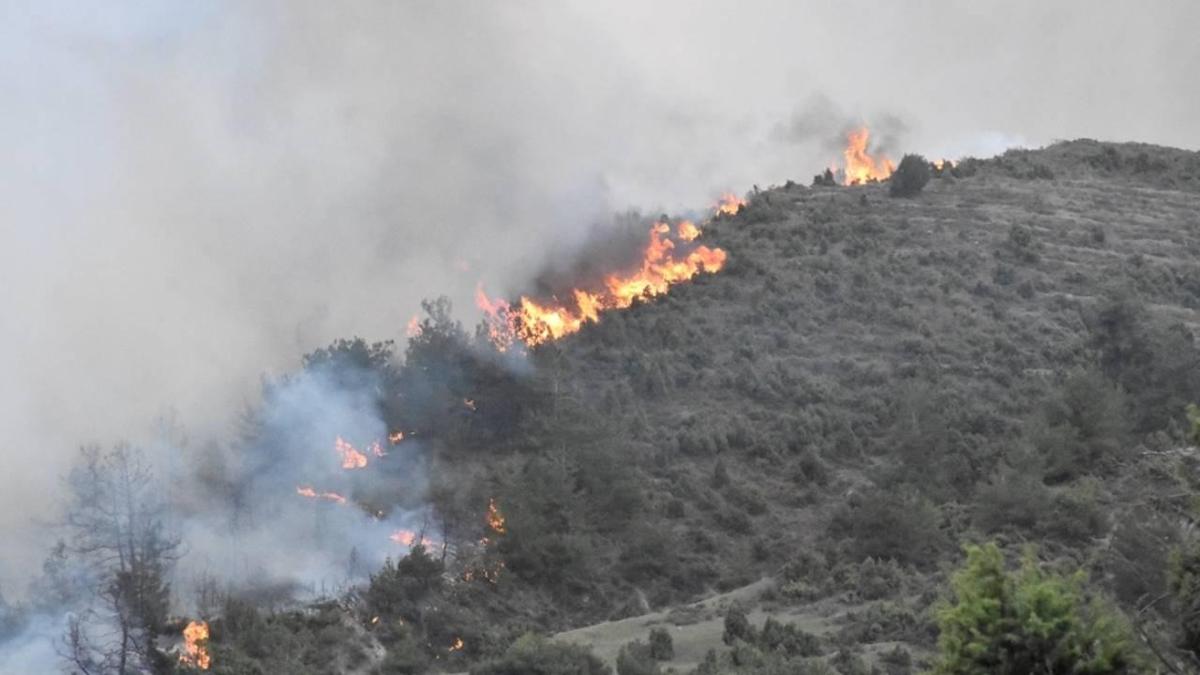 11 bin hektar yeniden ağaçlandırılacak! Yangınların adresi olmuştu, küllerinden doğuyor