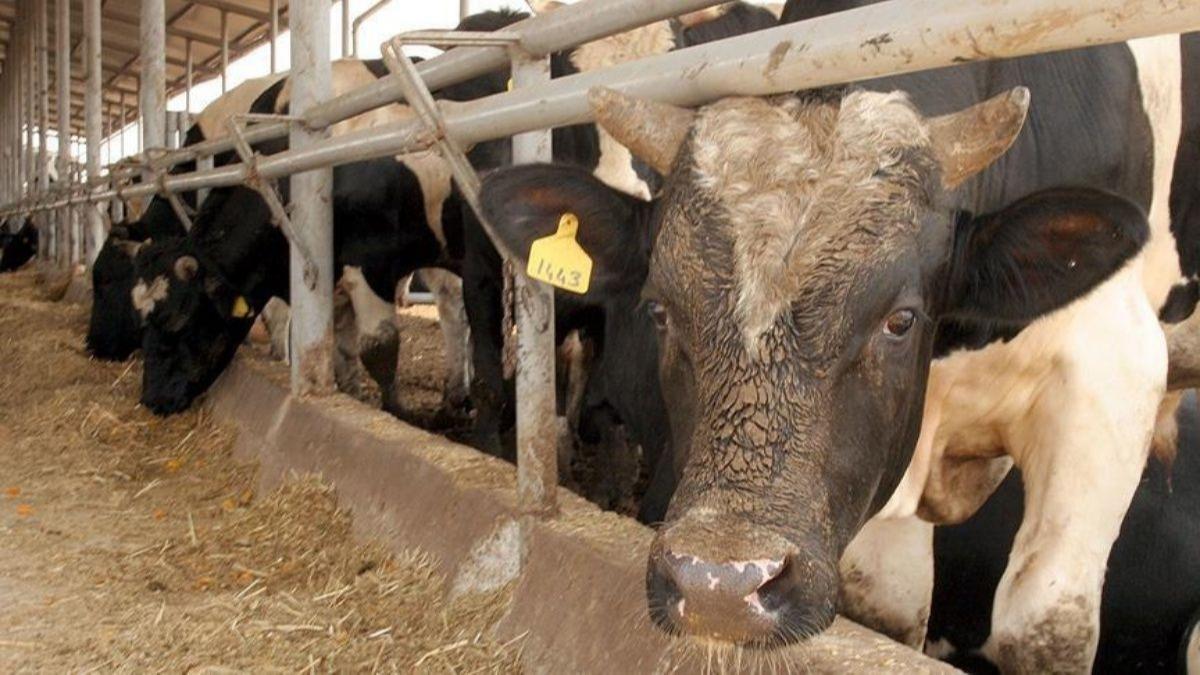 Deli dana iddialarna aklk getirildi! Trkiye'de vaka tespit edilmedi