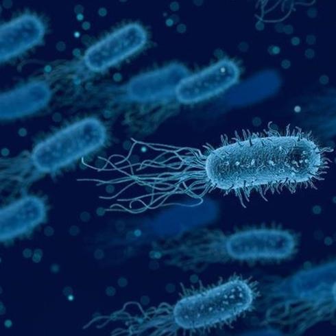 ABD'de listeria bakterisi 6 can aldı