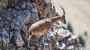 Aldıkları cezayla neye uğradıklarını şaşırdılar! 2 keçiyi vuranlara 1,9 milyon liralık fatura