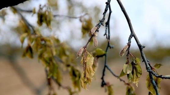 Bakanlktan zirai dondan etkilenen iftilere destek
