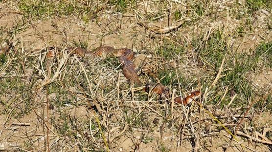 ans eseri buldular: Nadir krmz ylan Tatvan'da ortaya kt