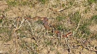 Şans eseri buldular: Nadir kırmızı yılan Tatvan'da ortaya çıktı