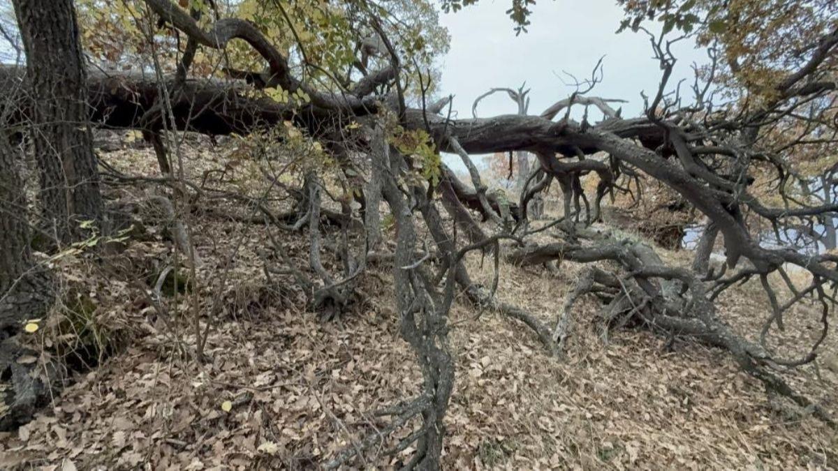 Bu ormana balta sokmak yasak! Sebebi bin yllk bir rivayet