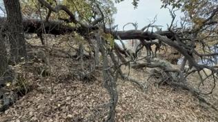 Bu ormana balta sokmak yasak! Sebebi bin yllk bir rivayet