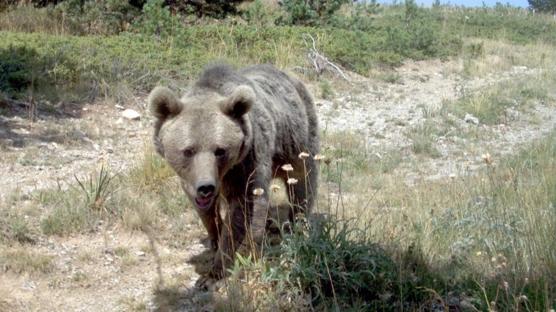 Japonya'da ayı alarmı! Ülkenin kuzeyine asker gönderilecek