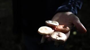 Mantar zehirlenmesi 5 kişiyi hastanelik etti