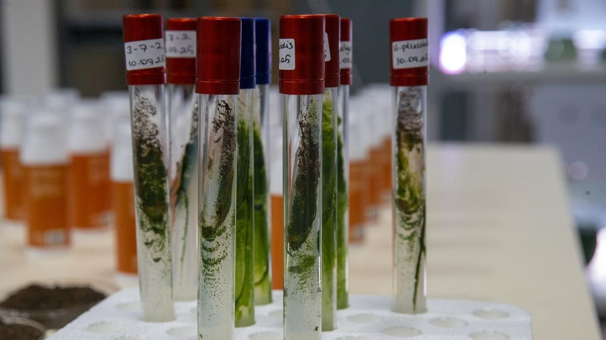 Mrekkep balndan gne kremi! Trk bilim insanlar retti, dnya pazarna alyor