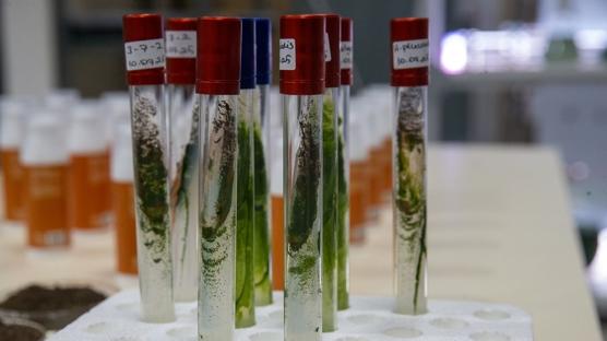 Mürekkep balığından güneş kremi! Türk bilim insanları üretti, dünya pazarına açılıyor