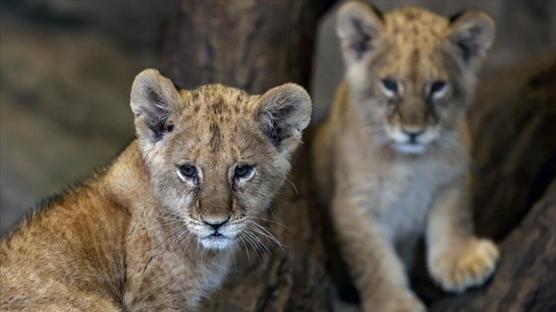 Tuzla'da veterinere baskın! Afrika aslanı ele geçirildi