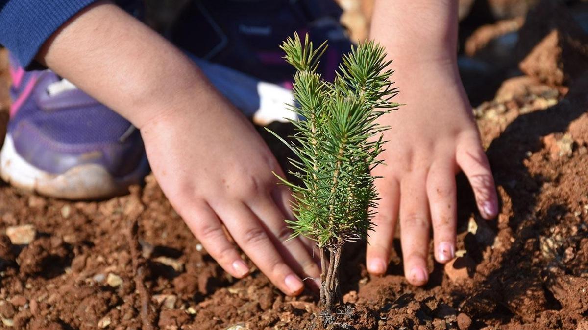 Milyonlarca fidan 11 Kasm'da toprakla buluacak