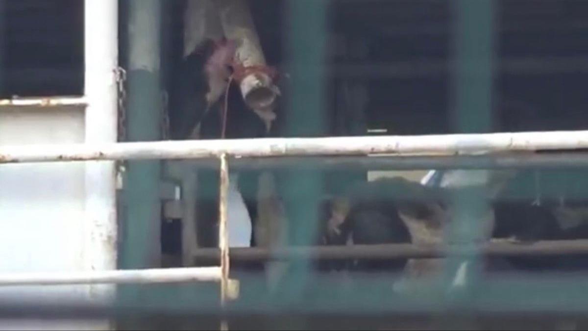 Bandrma aklarnda demirleyen gemi tedirgin etti 