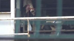 Bandrma aklarnda demirleyen gemi tedirgin etti