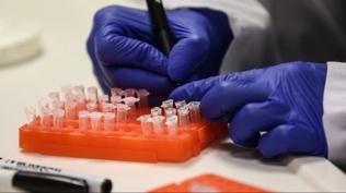 15 vilayetin tamamnda grld: M iei virs hzla yaylyor