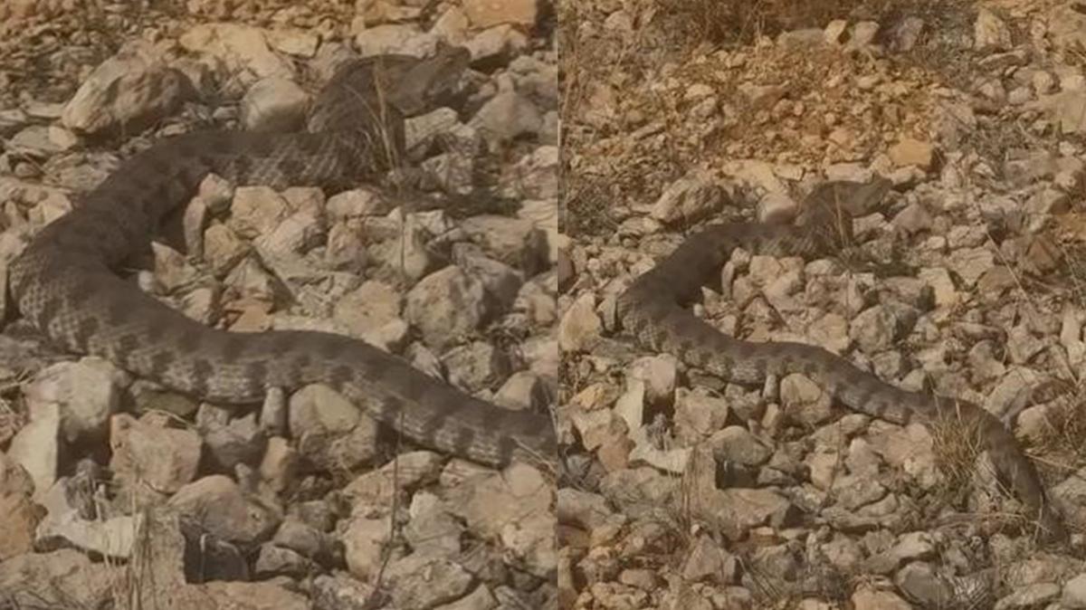 Koca engerek o ilde ortaya kt: Grnts herkesi artt! Tek sr ldryor... 