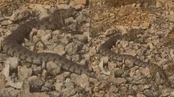 Koca engerek o ilde ortaya kt: Grnts herkesi artt! Tek sr ldryor...