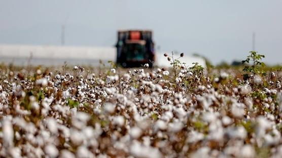 Pamuk hasatı faciaya dönüştü: 28 yaşındaki genç feci şekilde can verdi