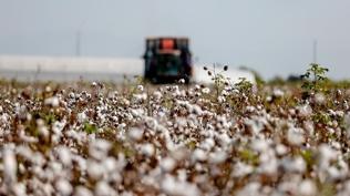 Pamuk hasatı faciaya dönüştü: 28 yaşındaki genç feci şekilde can verdi