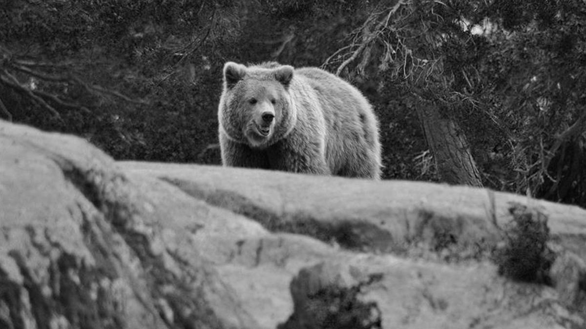 Japonya'da AVM'ye giren ay ldrld