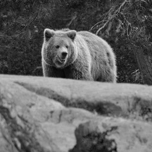 Japonya'da AVM'ye giren ayı öldürüldü