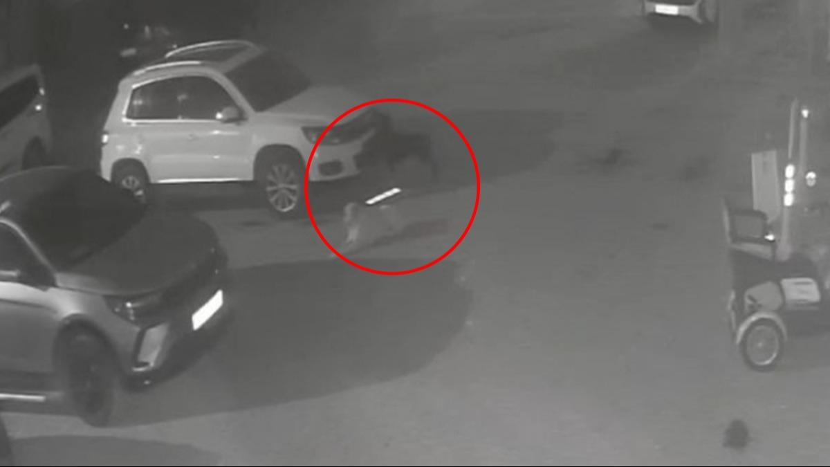 3 ayda 2 kez oldu! Sokak kpekleri arabasn paralad