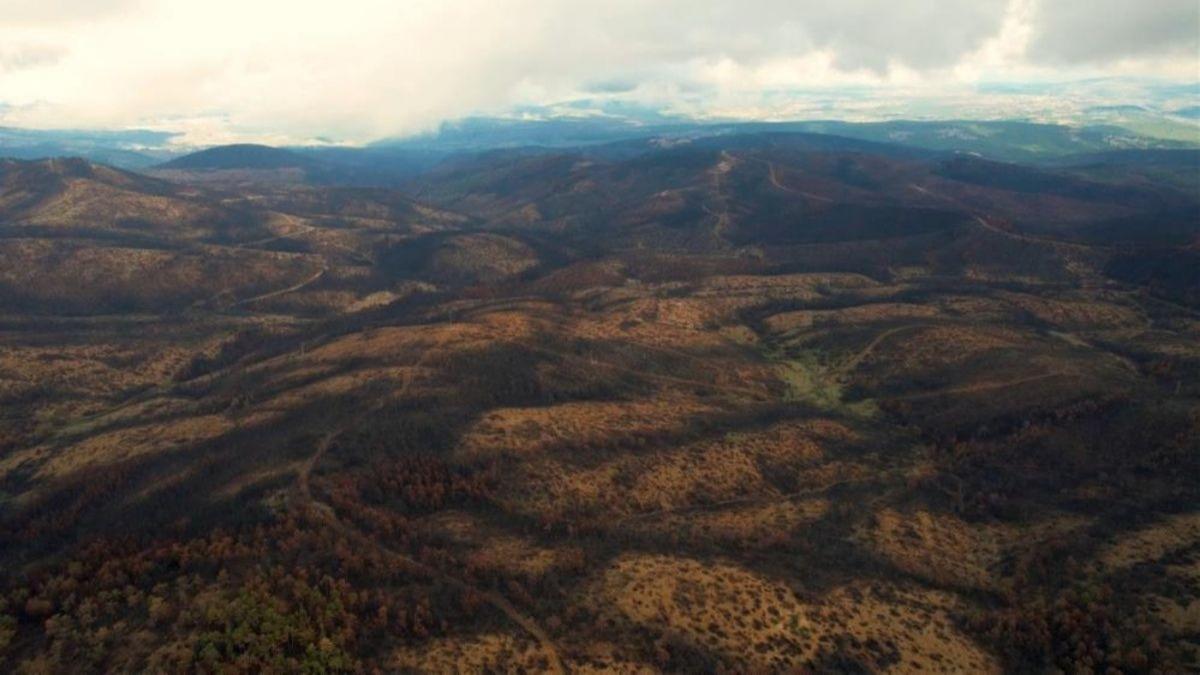 Bursa'da kle dnen ormanlar iin seferberlik: 300 bin fidan ekilecek