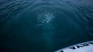 Sapanca Gl'nde endie veren kabarcklar! Vatandalar tedirgin