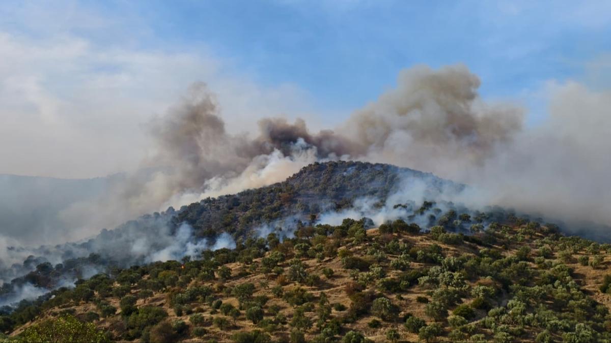 Aydn'da ziraat alannda yangn! 