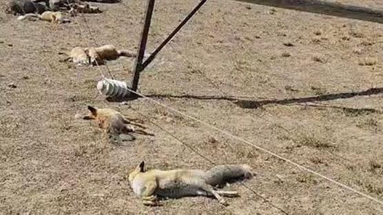 Frtnann devirdii direk felakete yol at: Su bulmaya gelen hayvanlar akma kapld