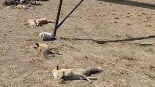 Fırtınanın devirdiği direk felakete yol açtı: Su bulmaya gelen hayvanlar akıma kapıldı