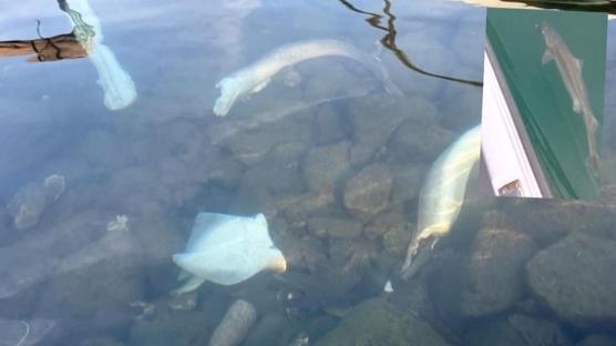 Trabzon'da kpek bal alarm! Limandaki grntler endielendirdi