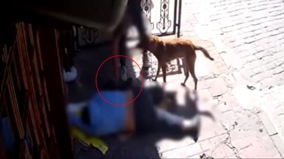 Pes artık! Sokak ortasında bayılan kişinin telefonunu köpeğiyle böyle çaldı