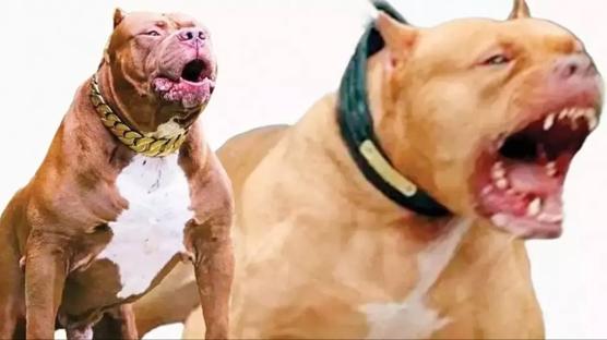 nternetten tek tkla pitbull ilan