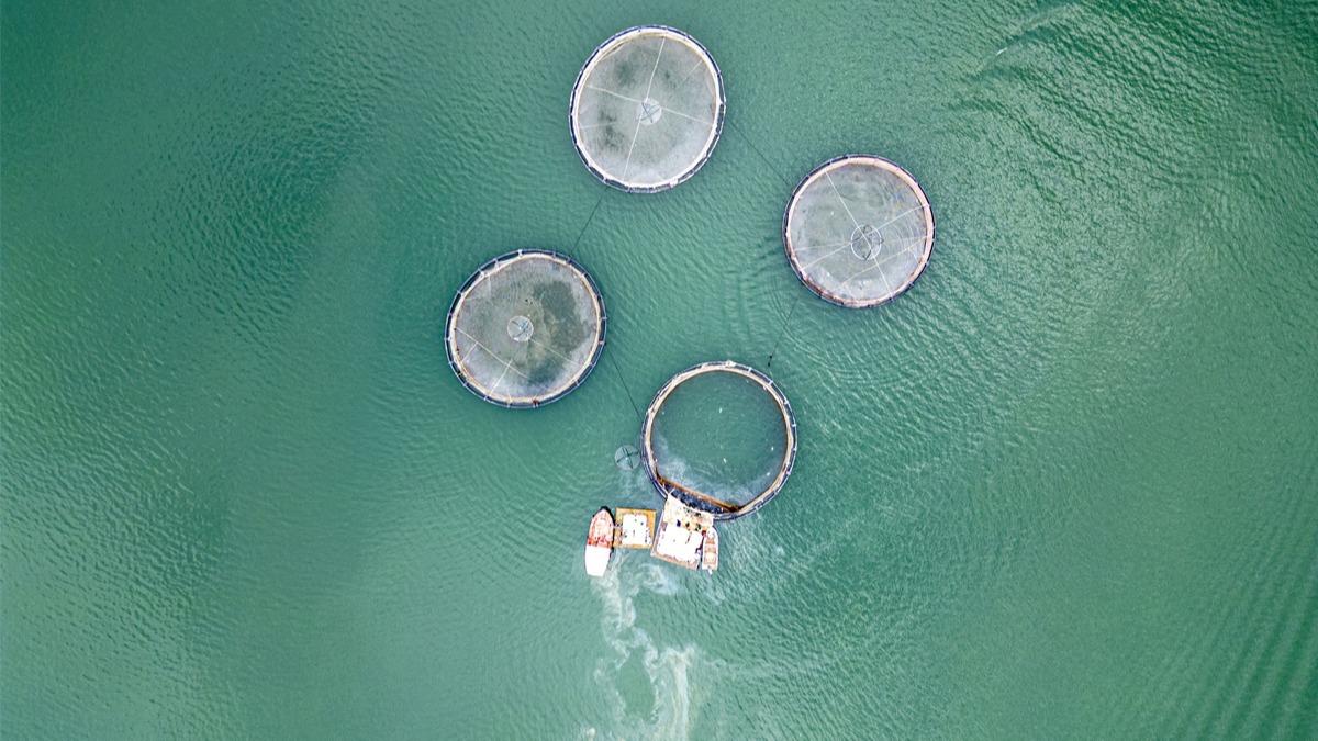 Denizi olmayan Tokat'n somonlar dnyay fethediyor: Hedef 150 ton   