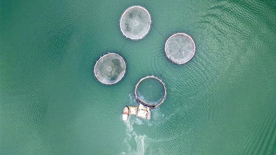 Denizi olmayan Tokat'ın somonları dünyayı fethediyor: Hedef 150 ton