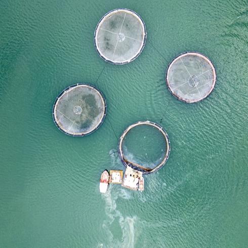 Denizi olmayan Tokat'n somonlar dnyay fethediyor: Hedef 150 ton