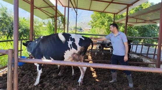 Muğla'da şap alarmı... 11 mahalle karantinaya alındı