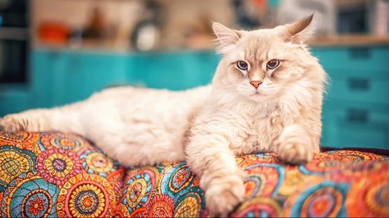 Ankara niversitesi'nin aratrmas: Kediler erkek sahiplerine neden daha fazla miyavlyor?