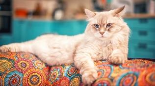 Ankara Üniversitesi'nin araştırması: Kediler erkek sahiplerine neden daha fazla miyavlıyor?