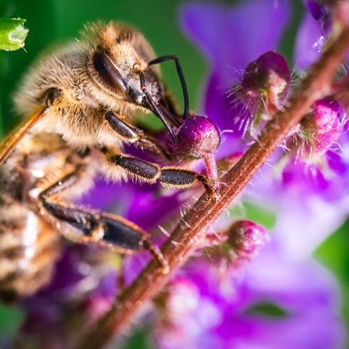 Yabani bal arlar Avrupa'da resmi olarak tehlike altnda!
