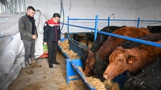 Hayvancılığa yeni perspektif! Kırsalda hayvan teslimatı başladı